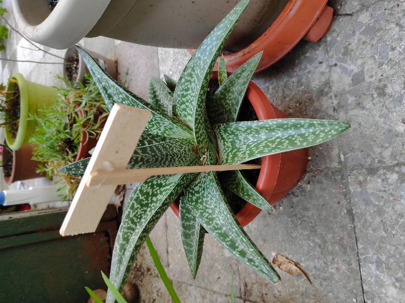 aloe_variegata.jpg